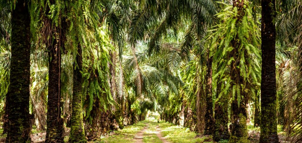 Plantação de palmas da Agropalma no estado do Pará